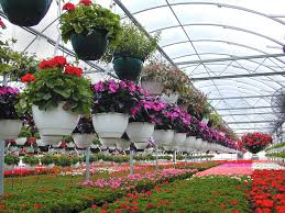 polyhouse, polyhouse crop list, flowers,