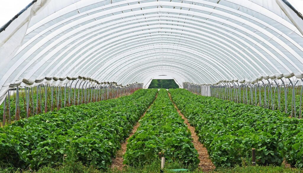 polyhouse farming