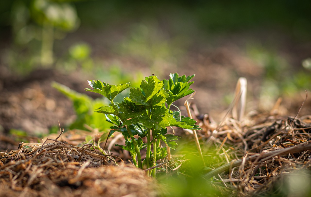 mulching in agriculture, types of mulching, organic mulching
