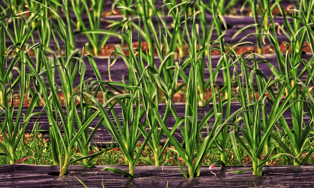 mulching in agriculture,
types of mulching, plastic mulching